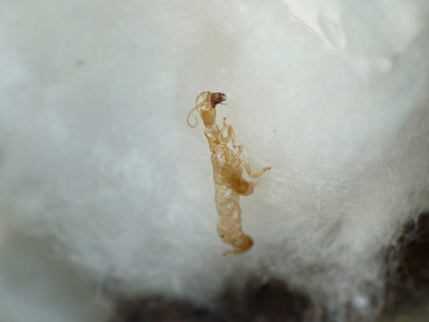 Parainocellia bicolor